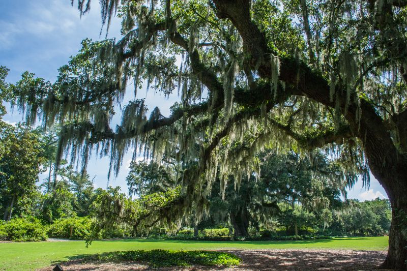 Spanish moss hangs from a North Carolina tree.