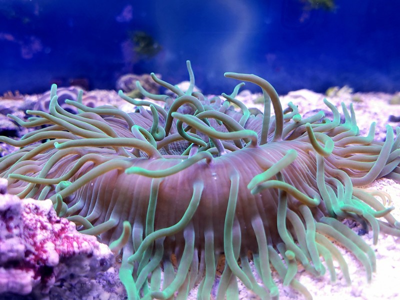 sea creature in an aquarium