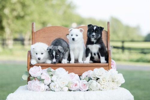 Four Pomsky pups on a bench