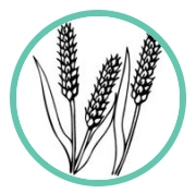 Stalks of wheat icon