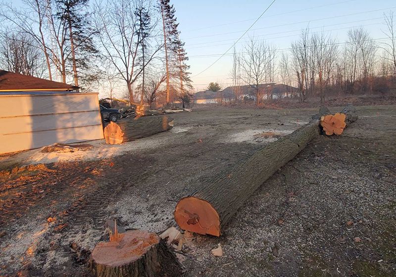 Fallen tree trunks stripped of limbs ready for logging
