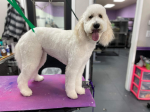 Poodle on Grooming Table
