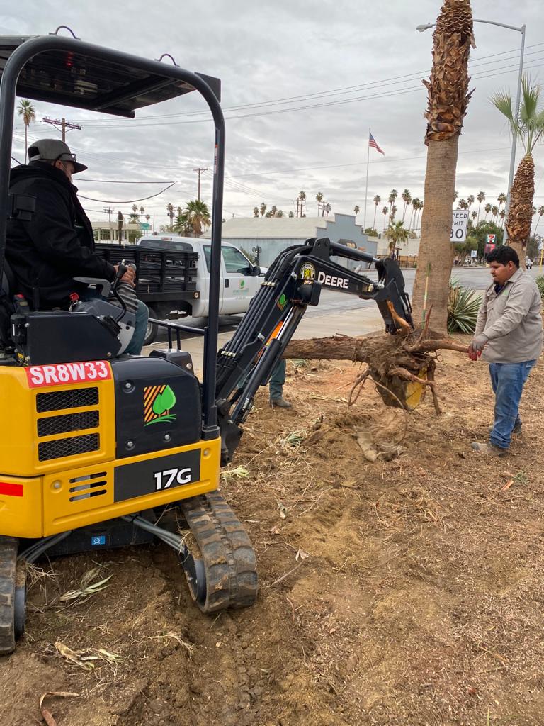 Crews using heavy equipment to remove a dead palm tree.