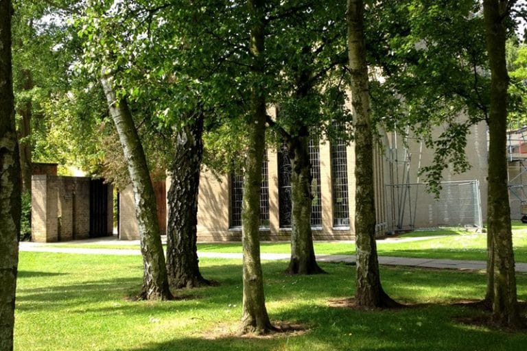 A group pf sx trees in a grassy area.