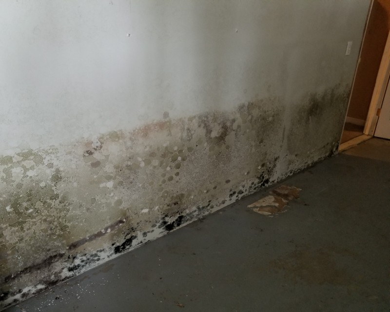 Mold growth in a garage