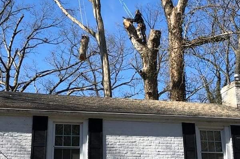 Tree trimming