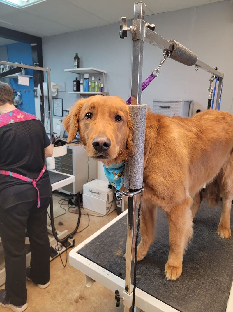 Dog on grooming table