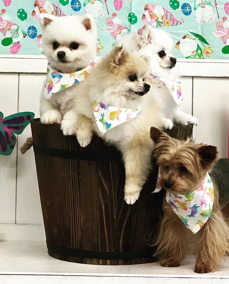 Gallery | Ashley's Country Pup Store Dog Grooming