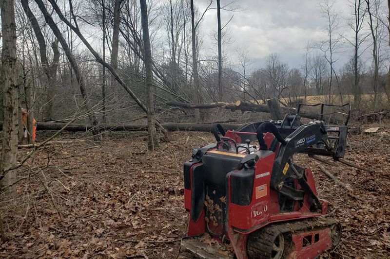 Tree removal