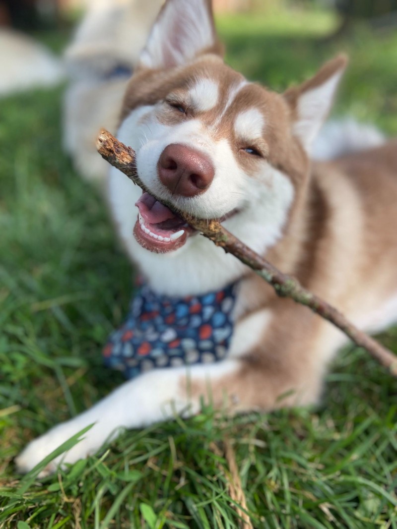 Pomsy smiles while holding a stick in his mouth