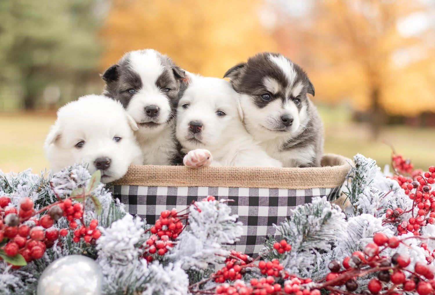 Four Pomsky pups in a basket