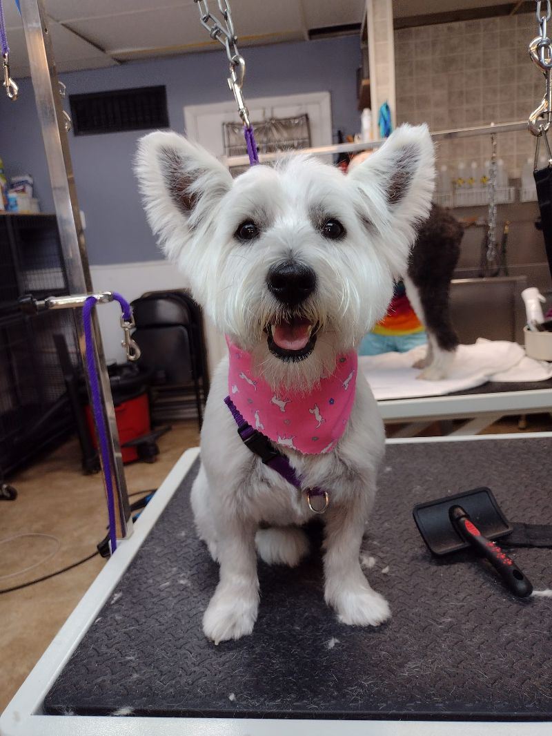 Dog on grooming table