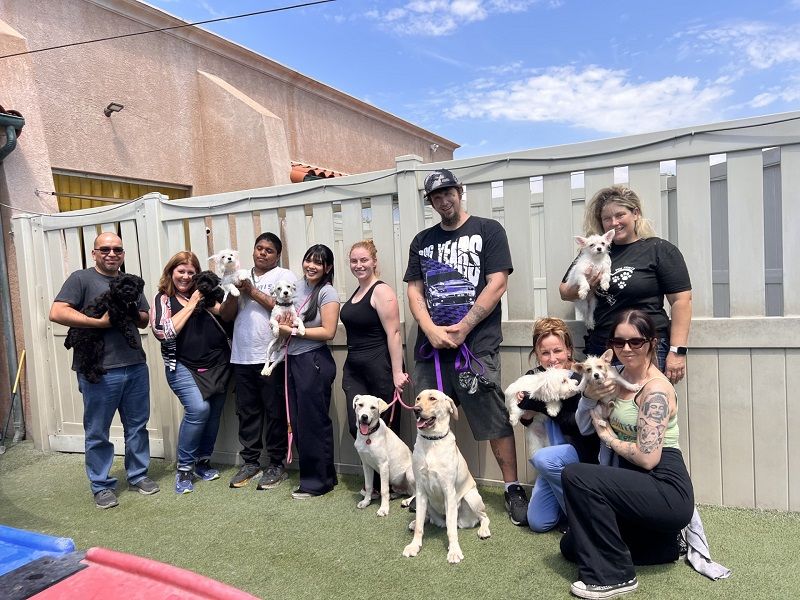 Team members with foster dogs during 4th of July week