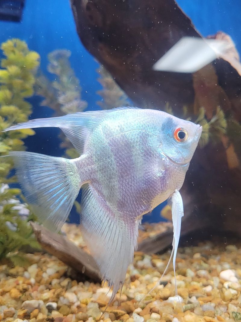 fish in an aquarium