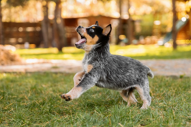 A small dog runs in the grass while looking up at someone.