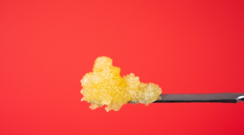 Yellow cannabis extract on a small metal pick, red background