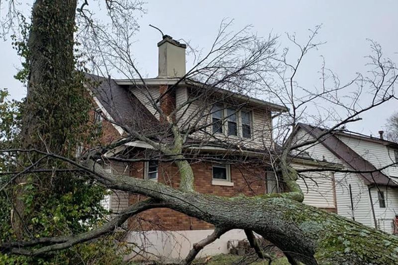 Tree removal