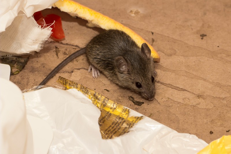 A mouse chewing on a piece of wood.